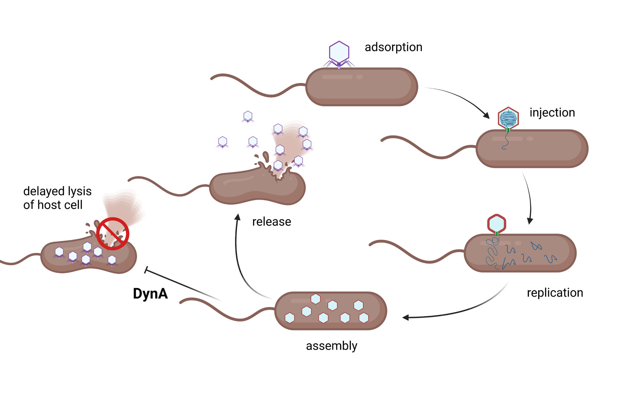 Bakterielle_Dynamin_Proteine.jpg Einfluss der bakteriellen Dynamin-Proteine