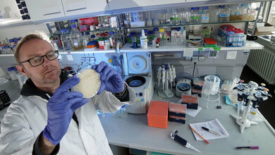 Dr_Thorsten_Heinekamp_aus_dem_Jenaer_Forschungsteam__Foto_Jan_Peter_Kasper_FSU.jpg Dr. Thorsten Heinekamp aus dem Jenaer Forschungsteam