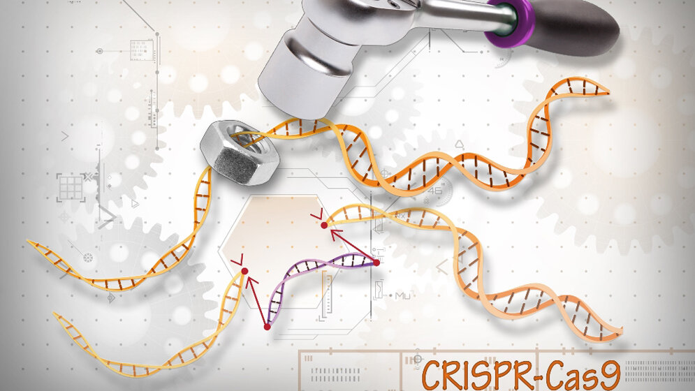 CRISP_Cas9_NIH_www_genome_gov_22042016.jpg CRISPR-Cas9