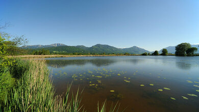 Fungizide_im_Gewaesser_Adobe_Stock_kab_vision.jpg Fungizide