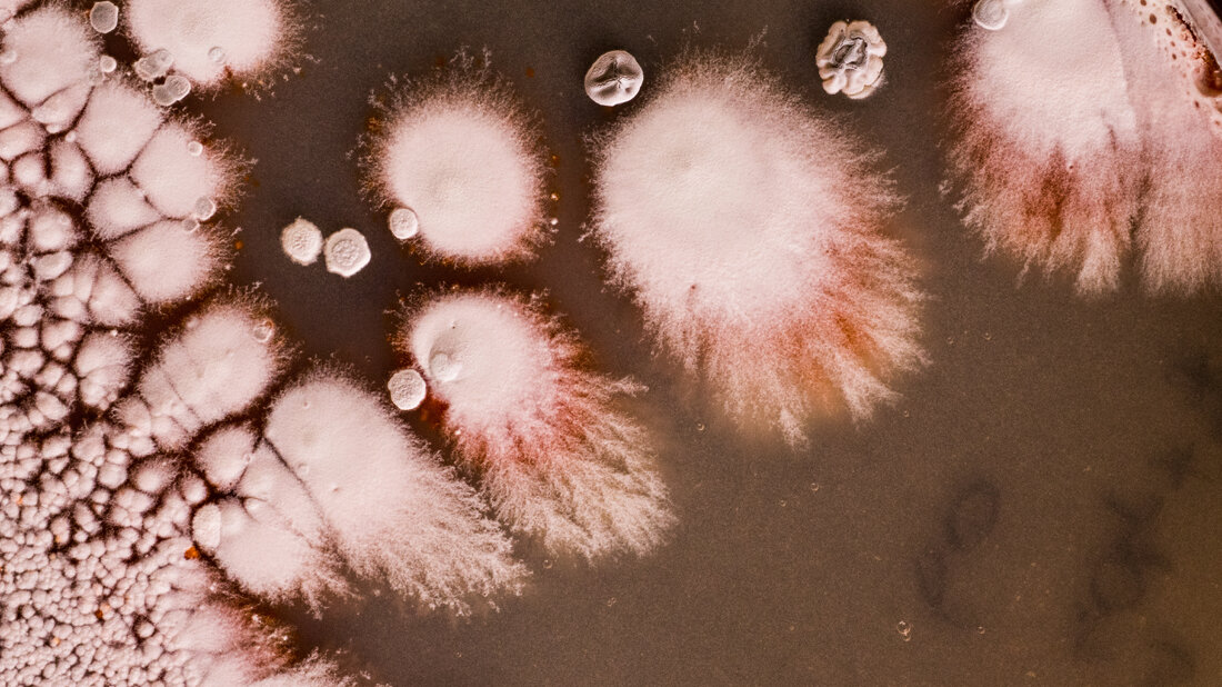 actinobakterien.jpg Actinobakterien