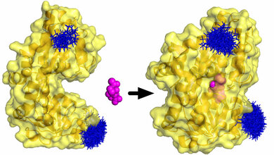 Die_P_Domaene_gelb_patrouilliert_mit_geoeffnetem_Mund_Dr_Gregor_Hagelueken_Uni_Bonn.jpg P-Domäne (gelb) patrouilliert mit geöffnetem Mund
