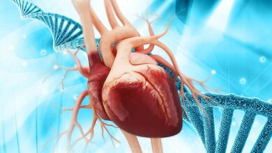 Herzmuskelzellen.jpg Körperliche Aktivität stimuliert einen Anstieg von Herzmuskelzellen im gealterten Mäuseherz.