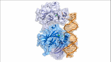 Tumorsupressorprotein_P53_Von_Thomas_Splettstoesser_CC_BY_SA_3_0.jpg Tumorsupressor p53
