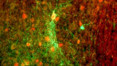 Gruen_floureszierende_Koniozellen_Carsten_Klein_MPI_fuer_biologische_Kybernetik_15042016.jpg Grün floureszierende Koniozellen
