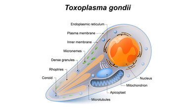 Toxoplasma_gondii.jpg Schematische Darstellung des Parasiten Toxoplasma gondii.