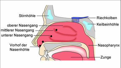 Schaubild_der_Nasenregion_Ursula_Kaspar_Universitaetsklinik_Muenster_27052016.jpg Schaubild der Nasenregion.