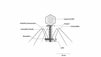 E_coli_T_Bakteriophage_Kapsid_axial_geschnitten_Lawrence_paladine_CC_BY_SA_3_0_Wikimedia.jpg E. coli-T-Bakteriophage; Kapsid axial geschnitten