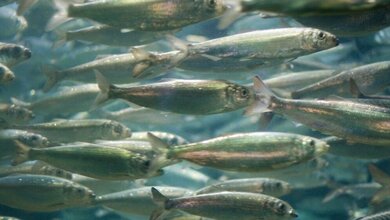 hering_Jacob_Boetter_CC_BY_2_Ausschnitt_30032016.jpg Hering