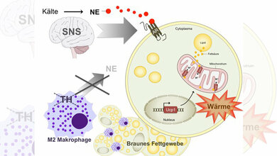 Kaelte_induziert_Bildung_und_Sekretion_des_Hormons_Noradrenalin_NE_HMGUU.jpg Kälte induziert die Bildung und Sekretion des Hormons Noradrenalin
