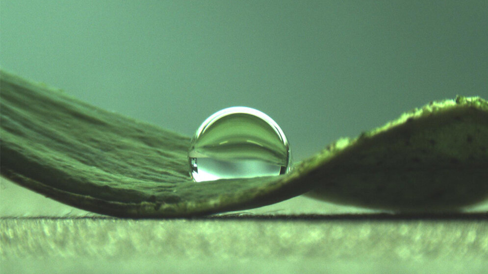 Wassertropfen_auf_einem_Lotusblatt_C_Falcon_Garcia_Technische_Universitaet_Muenchen.jpg Wassertropfen auf einem Lotusblatt