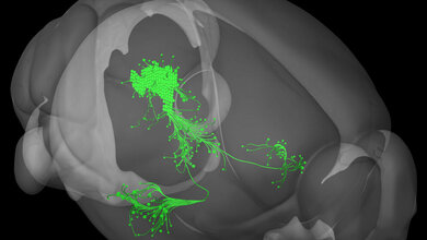 Angstgedaechtnis__2011_Allen_Institute_for_Brain_Science_Allen_Mouse_Brain_Connectivity_Atlas_Available_from_connectivity_brain_map_org.jpg Angstgedächtnis