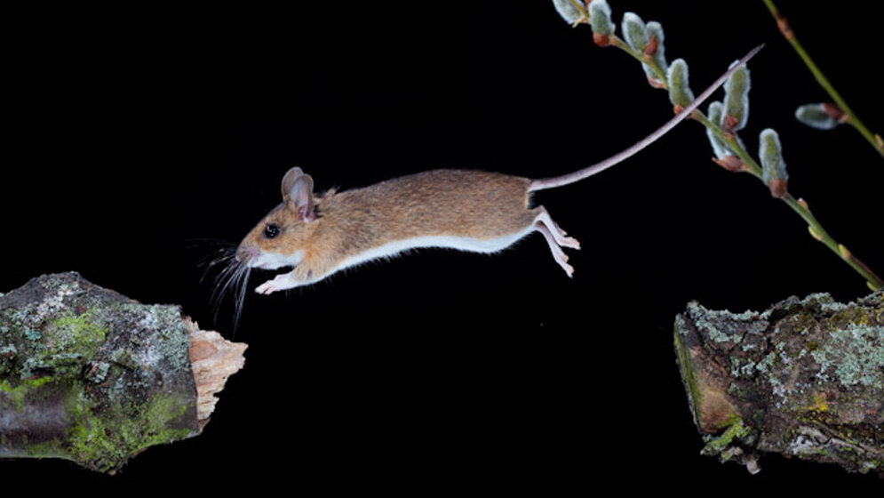 Gelbhalsmaus_F_C_Robiller_naturlichter_de_CC_BY_SA_3_0_wikimedia.jpg Gelbhalsmaus