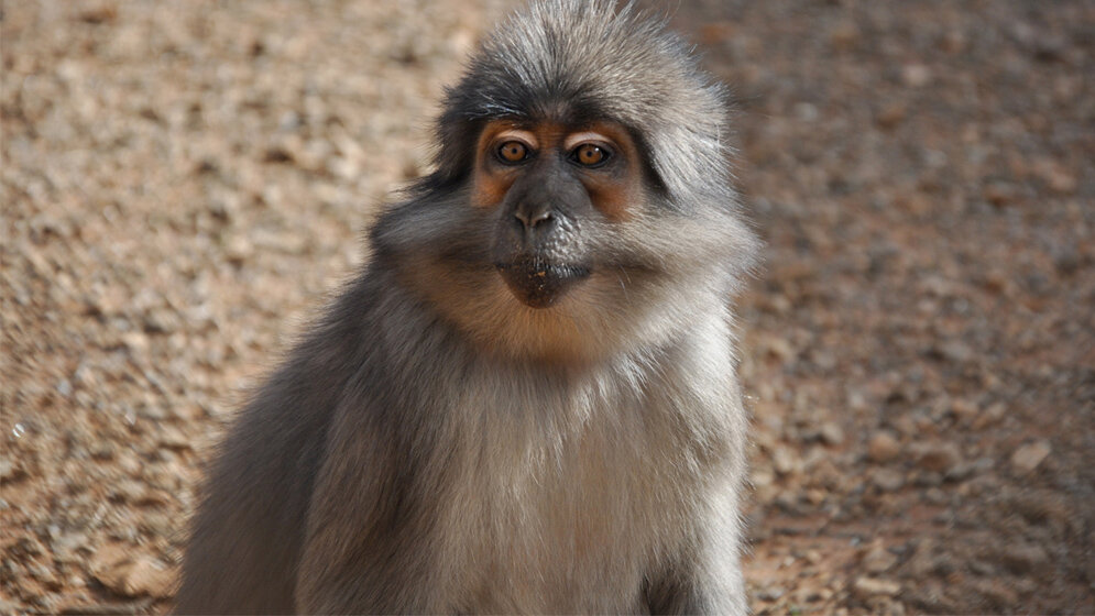 Russmangabe_Yerkes_National_Primate_Research_Center_Emory_University_Atlanta.jpg Affenart Rußmangabe
