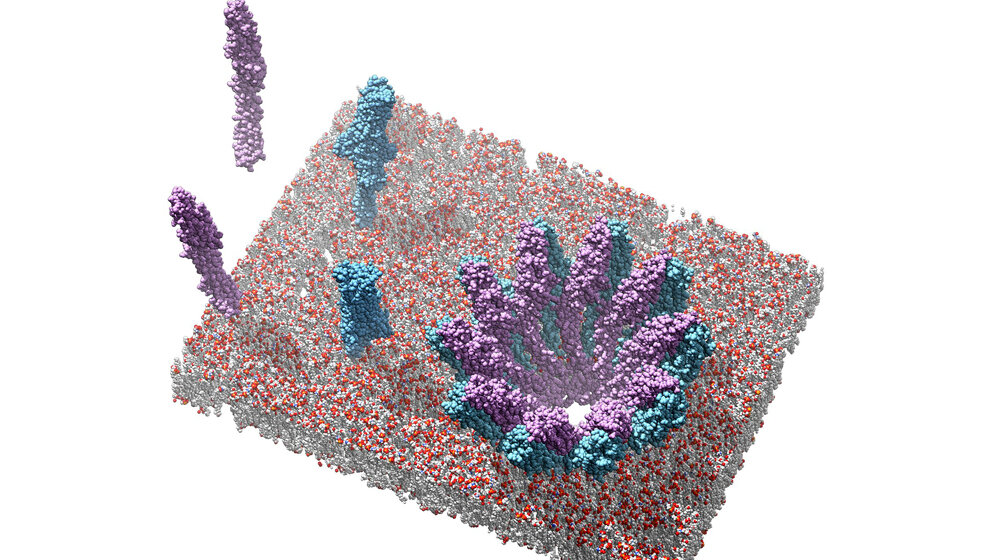 Einzelkomponenten_YaxA_blau_und_YaxB_lila_sowie_eine_aus_diesen_aufgebaute_Pore_Bild_Bastian_Braeuning_TUM.jpg Einzelkomponenten YaxA (blau) und YaxB (lila)