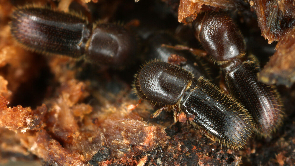 Ambrosiakaefer_pflegen_ihre_Pilzgaerten_gemeinsam_und_arbeitsteilig_Gernot_Kunz.jpg Ambrosiakäfer pflegen ihre Pilzgärten gemeinsam und arbeitsteilig