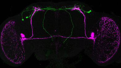 PTTH_Neurone_gruen_verbinden_die_zentrale_Uhr_Foto_AG_Wegener.jpg PTTH Neurone verbinden die zentrale Uhr
