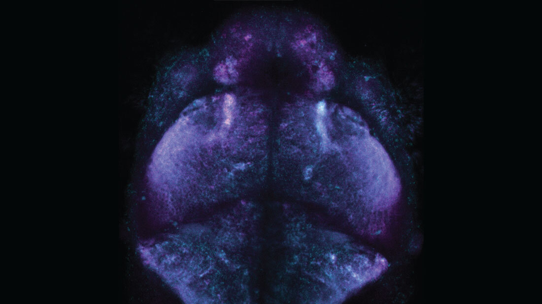 neuartige_chemische_Markierungsmethode.jpg Einblicke in das Innere eines Fischgehirns