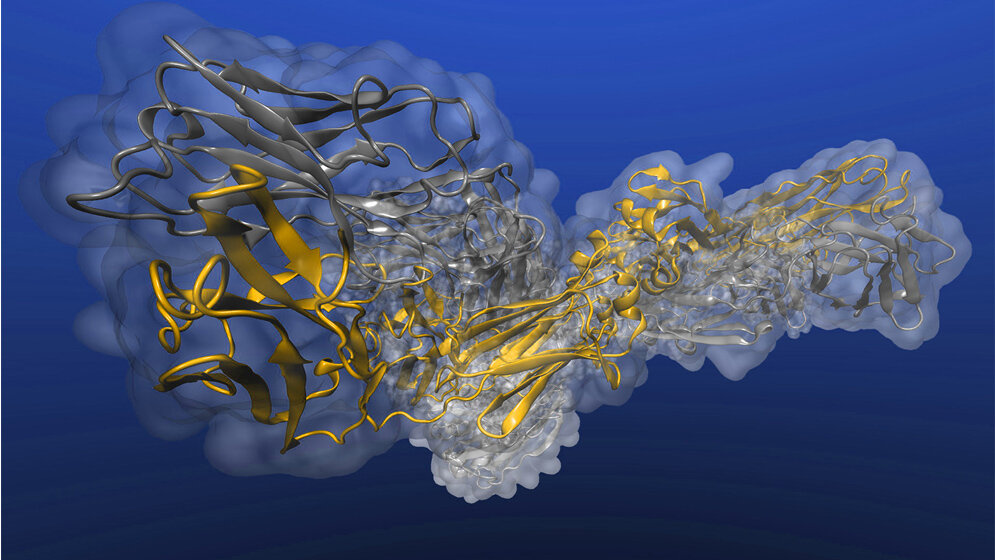 Beispielhafter_Blick_auf_die_Greifhand_eines_Antikoerpers_Stefan_Duebel_TU_Braunschweig.jpg Beispielhafter Blick auf die „Greifhand“ eines Antikörpers