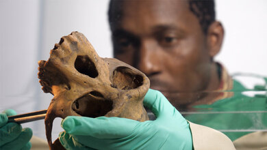 Doktorand_Etile_Anoh_nimmt_Proben_von_einem_Schimpansenschaedel_Quelle_Joachim_Puls_filmsalz.jpg Doktorand Etile Anoh