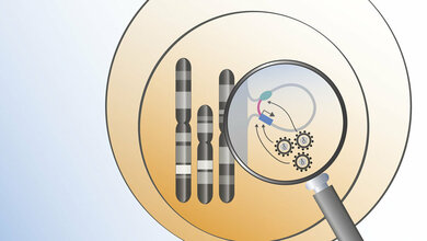 Retroviren_integrieren_sich_an_besonders_aktiven_Stellen_im_Erbgut_NCT_Peer_Wuensche.jpg Retroviren integrieren sich an besonders aktiven Stellen im Erbgut.