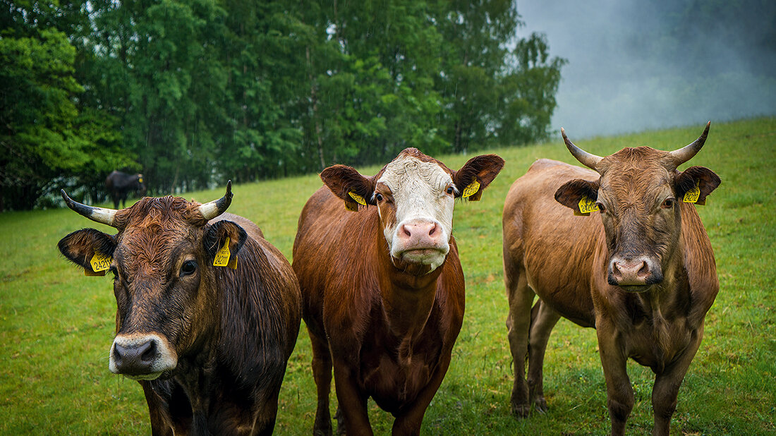 Common Cattle Diseases: An Overview Photo of three brown cattle