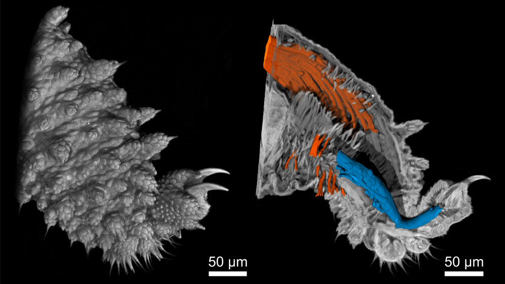 Nano_CT_Aufnahmen_Stummelfuesser_Beins_Mueller_TUM_reproduced_with_permission_from_PNAS.jpg Nano-CT-Aufnahmen