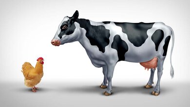 H5N1_AdobeStock_841851524_edited.jpg Kuh und Huhn stehen sich gegenüber