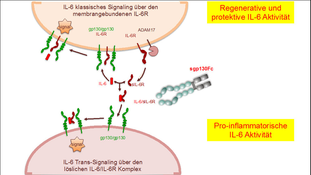 Interleukin_6_wirkt_ueber_zwei_unterschiedliche_Signalwege_CAU_29072016.jpg Interleukin-6