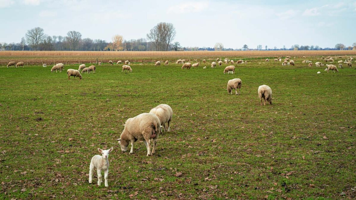 Schafherde_AdobeStock_563672965_edited.jpg Schafherdde