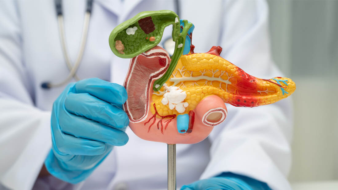 Bauchspeicheldruese.jpg Modell der Bauchspeicheldrüse