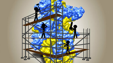 Modell_der_kleinen_ribosomalen_Untereinheit_BZH_Jochen_Bassler_20072016.jpg Modell der kleinen ribosomalen Untereinheit