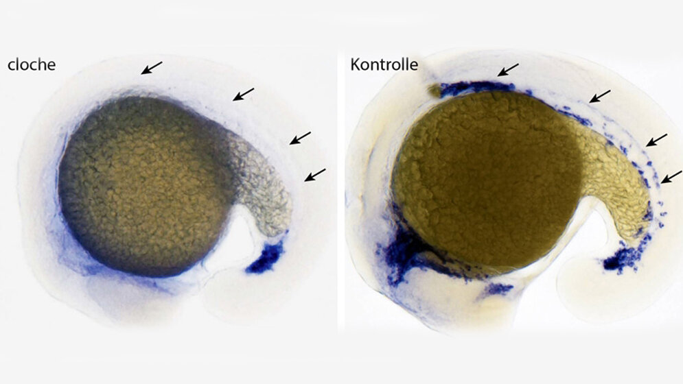 cloche_MPI_Herz_und_Lungenforschung_18072016.jpg Keine Blutgefäße ohne Cloche
