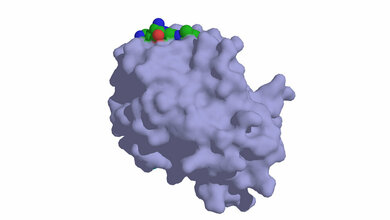 Prostataspezifisches_Antigen_Wikimedia_adapted_from_www_pdb_org_pdb_files_2zck_pdb_using_PyMOL_gemeinfrei.jpg Prostataspezifisches Antigen