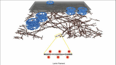 Uni_Zuerich.jpg räumliche Ansicht auf die nukleäre Lamina