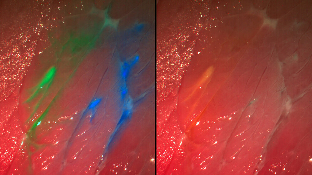Die_neue_Kamera_zeigt_mit_Fluoreszenzfarbstoffen_eingefaerbte_Strukturen_Quelle_Fraunhofer_IPA.jpg neue Kamera mit Fluoreszenzfarbstoffen