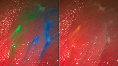 Die_neue_Kamera_zeigt_mit_Fluoreszenzfarbstoffen_eingefaerbte_Strukturen_Quelle_Fraunhofer_IPA.jpg neue Kamera mit Fluoreszenzfarbstoffen