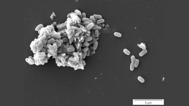 mikrobe_des_Jahres_2023.jpg Mikrobe des Jahres 2023, Bacillus subtilis
