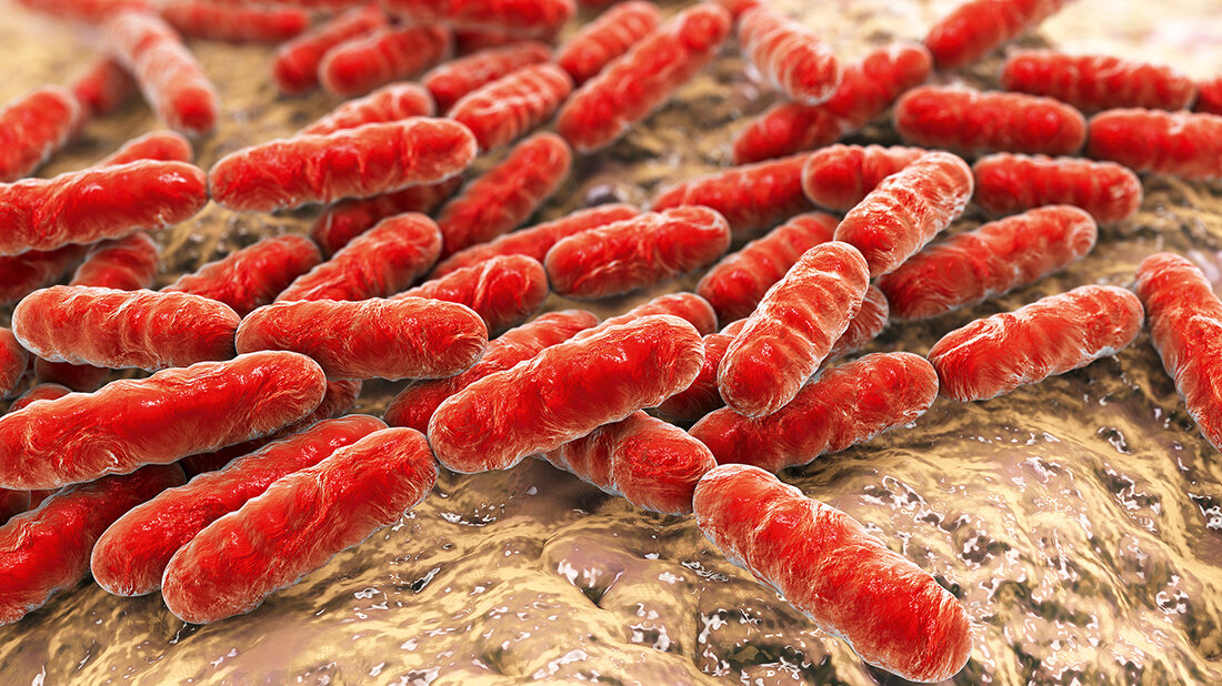 Wozu brauchen wir Laktobazillen? Die Abbildung zeigt eine stark vergrößerte Illustration zahlreicher roter, stäbchenförmiger Bakterien auf einer unregelmäßigen Gewebeoberfläche.