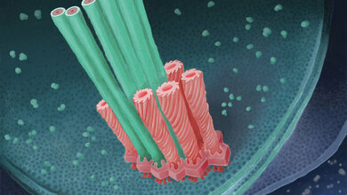 Ein_Buendel_Dolch_Ausstossapparate_im_Innern_eines_Bakteriums_Leo_Popovich.jpg Ein Bündel Dolch-Ausstossapparate