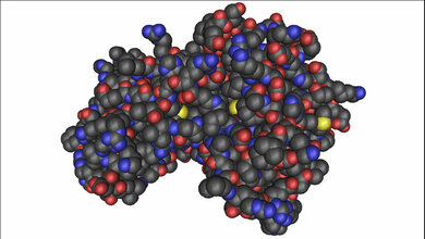 AMP_Nevit_Dilmen_CC_BY_SA_3_0_31082016.jpg Molekülmodell der AMP-aktivierten Proteinkinase.