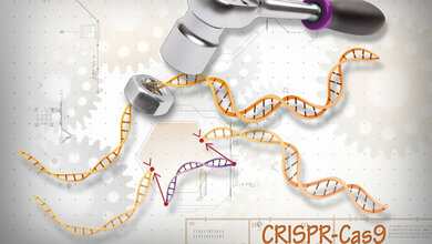 CRISP_Cas9_NIH_www_genome_gov_22042016.jpg CRISPR-Cas9