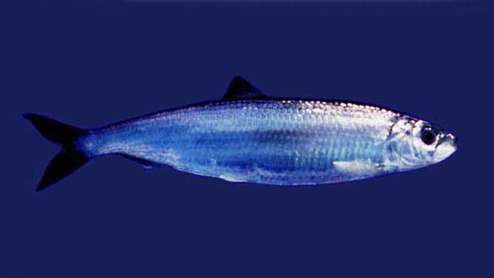 hering_Uwe_Kils_CC_BY_SA_3_0_27062016.jpg Atlantischer Hering