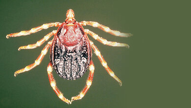 hyalomma_Alan_R_Walker_Eigenes_Werk_CC_BY_SA_3_0_commons_wikimedia.jpg Krim-Kongo-hämorrhagisches-Fieber-Virus (CCHFV)