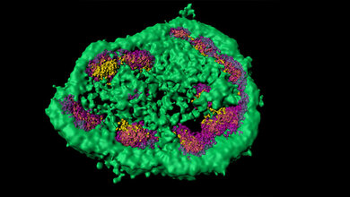 Nukleolus_besteht_aus_verschiedenen_membranlosen_Zonen_MPI_Biochemie.jpg Nukleolus besteht aus verschiedenen membranlosen Zonen