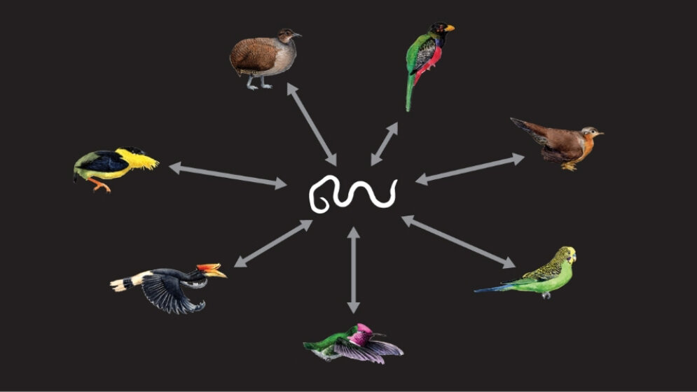 DNA_Fossilien_von_Fadenwuermern_Darstellung_Alexander_Suh_und_Jon_Fje_22042016.jpg DNA-Fossilien von Fadenwürmern