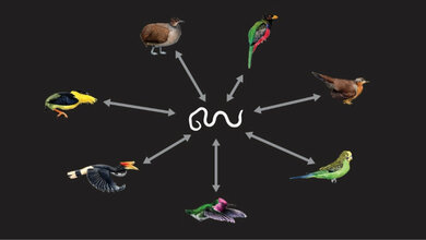 DNA_Fossilien_von_Fadenwuermern_Darstellung_Alexander_Suh_und_Jon_Fje_22042016.jpg DNA-Fossilien von Fadenwürmern