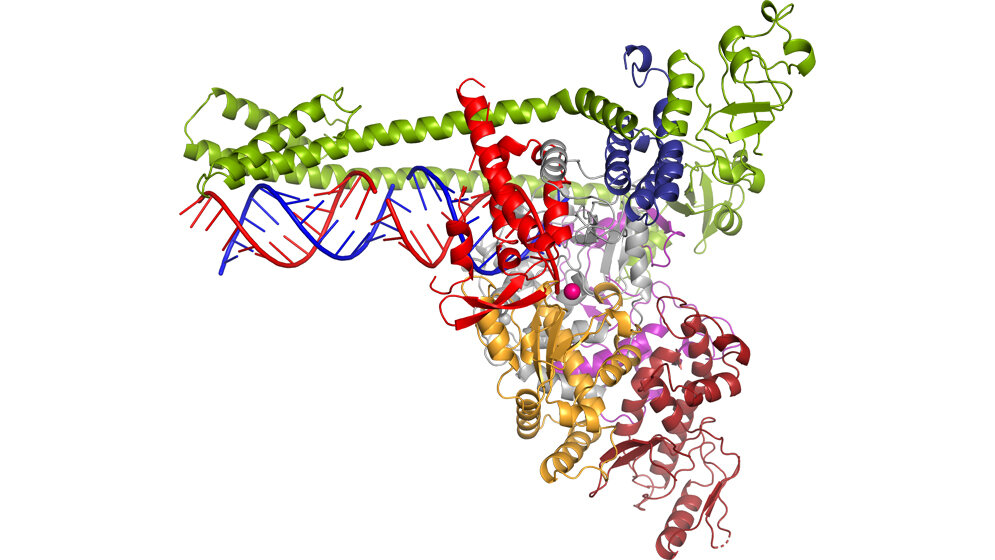 Die_Polymerase_des_neuartigen_Coronavirus_SARS_CoV_2__Farnung_Dienemann_Hillen_MPI_fuer_biophysikalische_Chemie.jpg Polymerase des neuartigen Coronavirus SARS-CoV-2