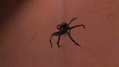 Virtuelle_Spinne_im_Rahmen_einer_Expositionstherapie_Andreas_Ruider_11042016.jpg Virtuelle Spinne