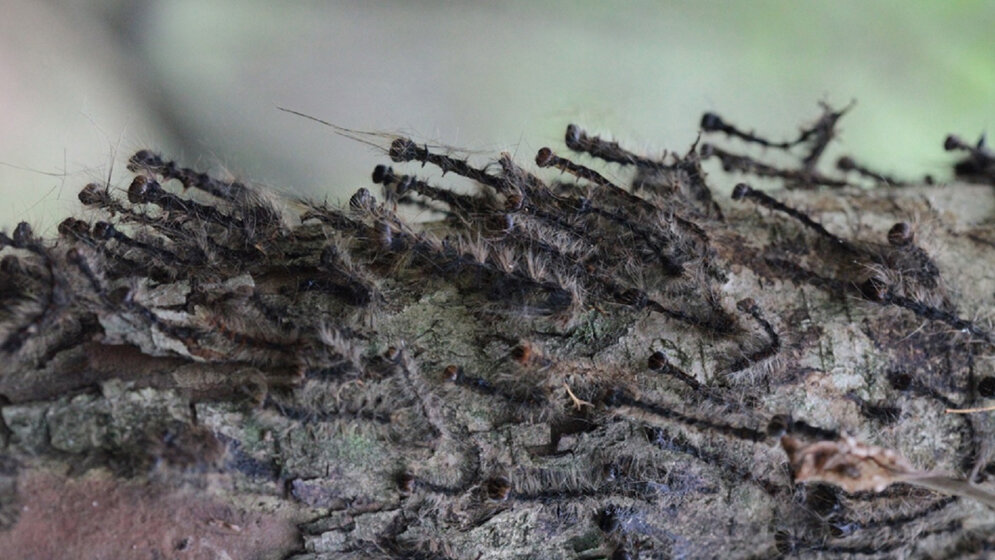 Ausbruch_des_Schwammspinners_in_Kroatien_2013_Dr_Milan_Pernek_Croatian_Forest_Research_Institute.jpg Ausbruch des Schwammspinners in Kroatien 2013